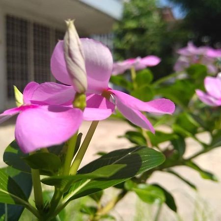 Kayangan Homestay Perlis For Mslim Only カンガー エクステリア 写真