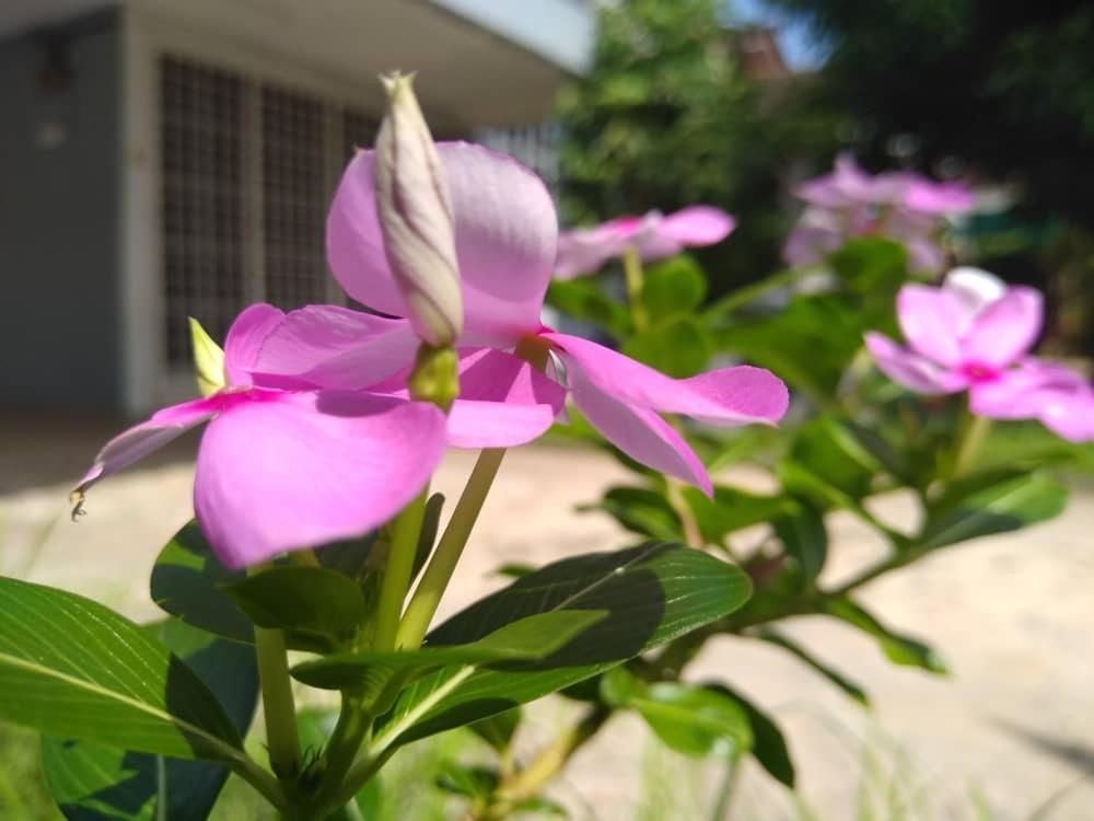 Kayangan Homestay Perlis For Mslim Only カンガー エクステリア 写真